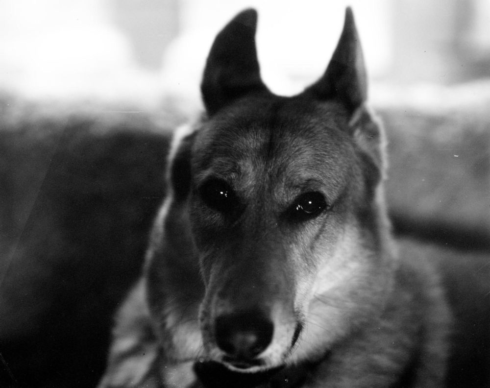 A dog stares at the viewer in a black and white image
