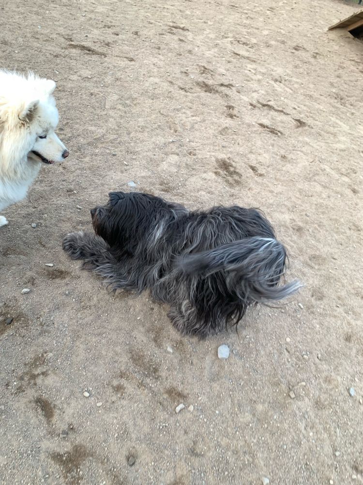 Two dogs playing