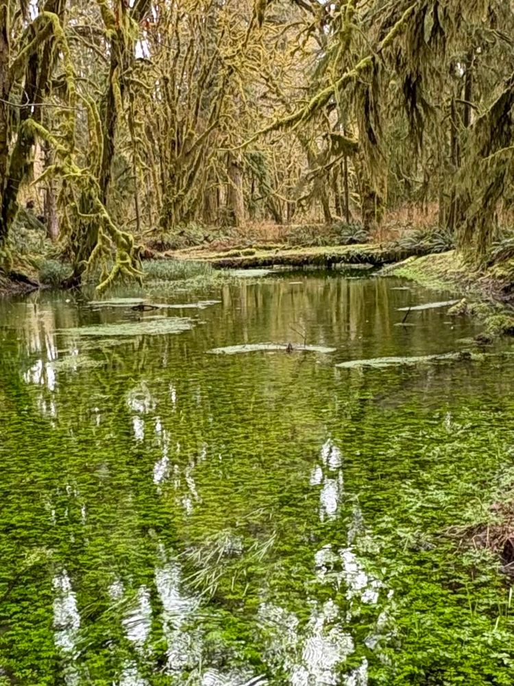 Mossy maples and pond at Lake Quinault
