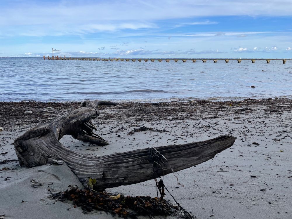 Treibholz am Strand. Ins Meer regt von rechts nach links die Tragekonstruktion einer verfallenen Seebrücke