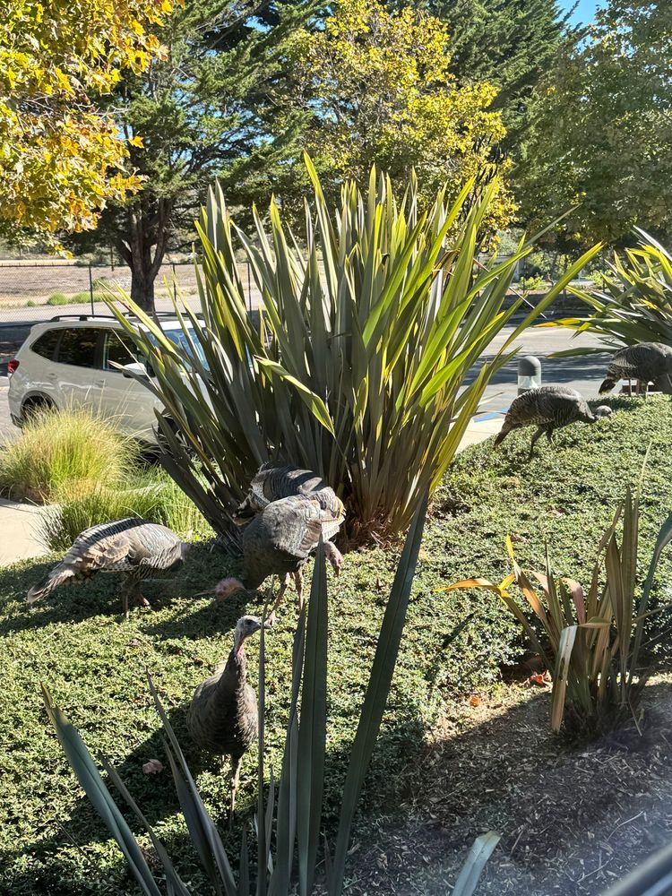Modern dinosaurs (turkeys) graze on top of a bush in a parking lot