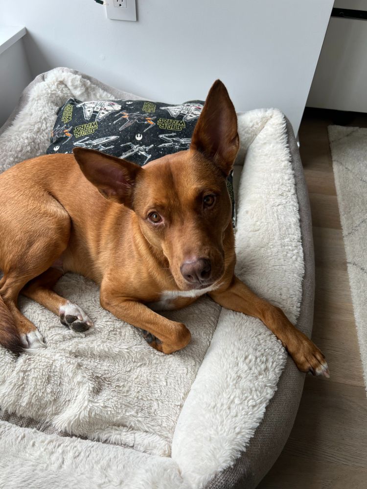 A brown dog sits on a white bed with a black pillow behind her