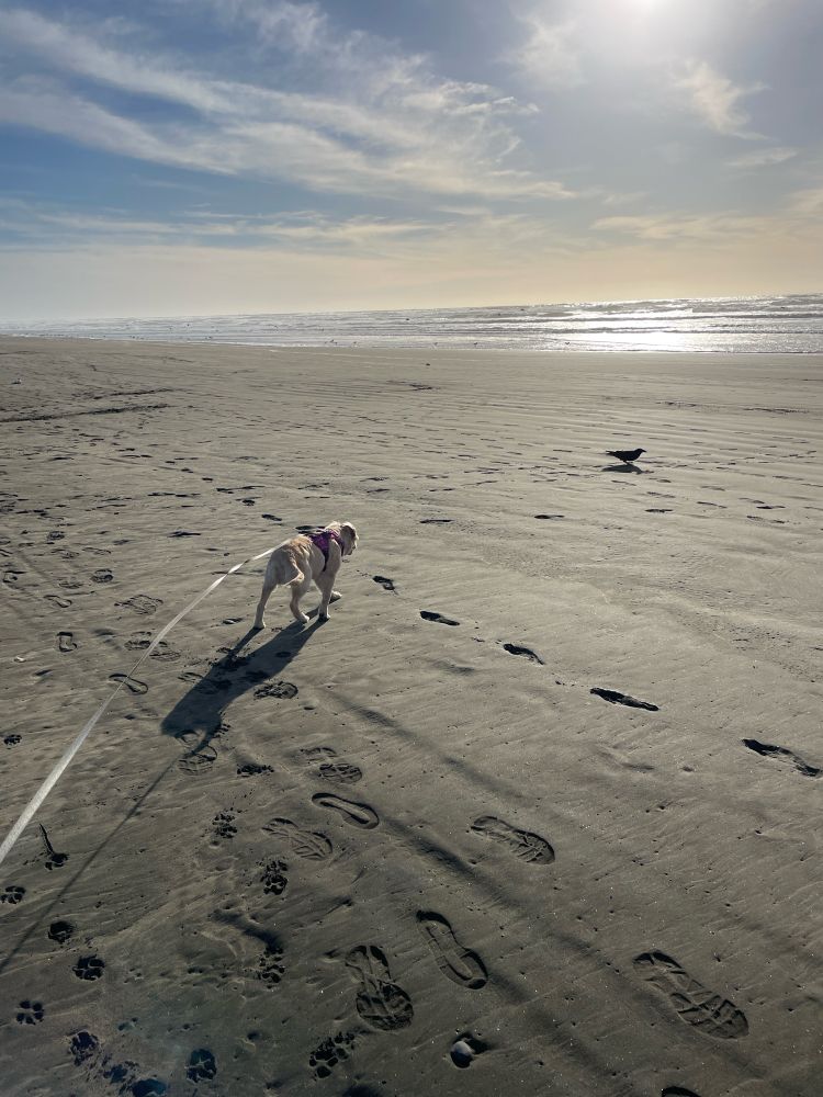 A late afternoon at the beach, a young, cream-colored puppy walks towards a crow. There are footprints in the sand and a calm ocean in the distance. The light is low and the shadows are long.