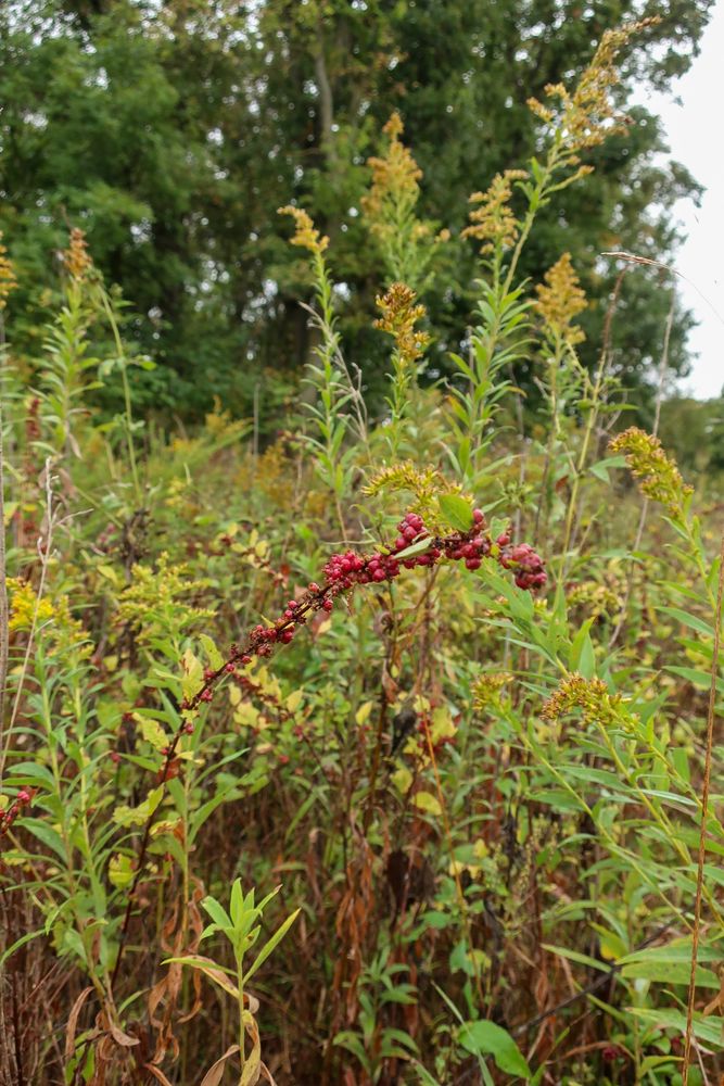 Red wild berries standing out among the green vegetation