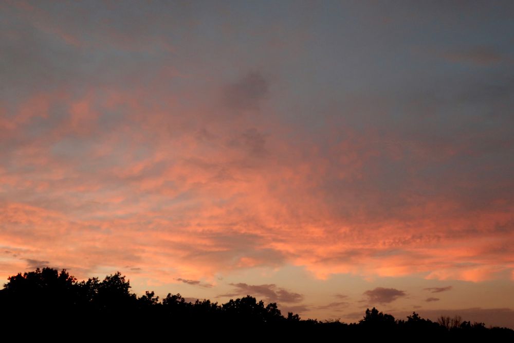 Pink clouds in blue sky over silhouette of trees at sunset