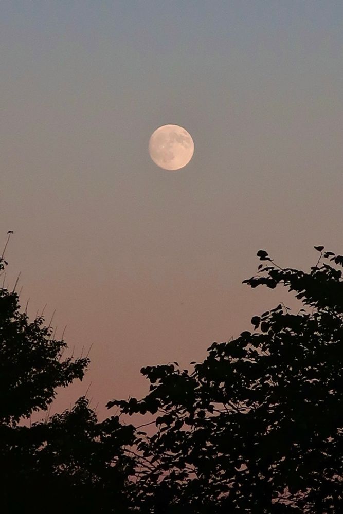 Waxing gibbous moon (almost full!) above silhouettes of two trees