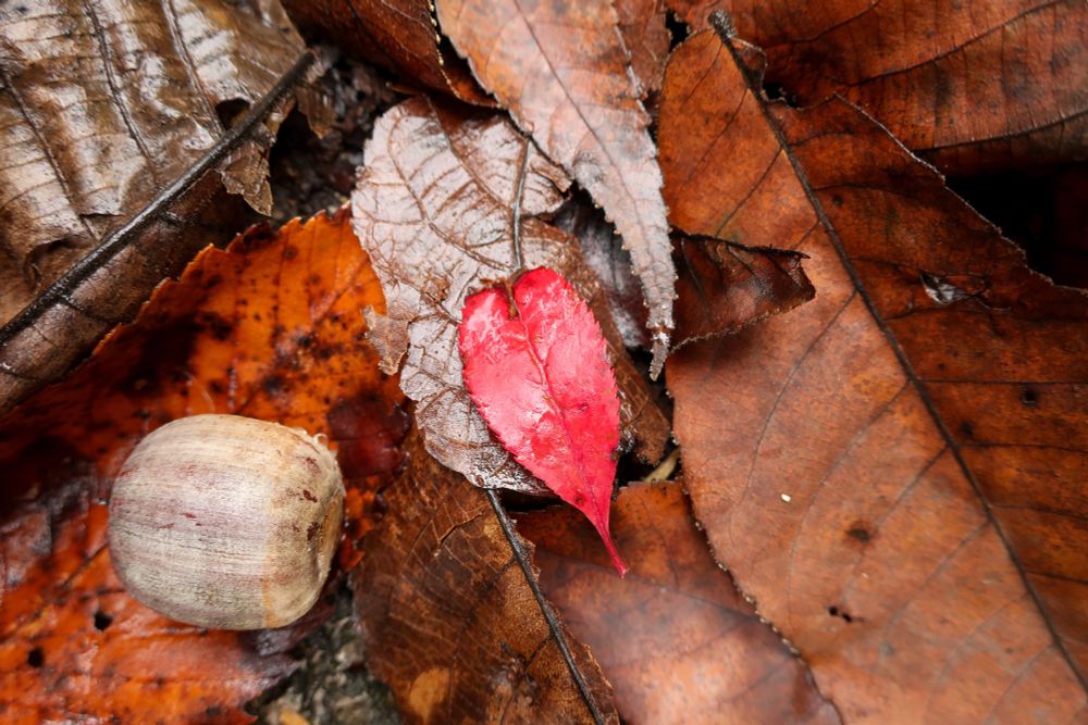 Fallen leaves with one small bright red leaf in the center