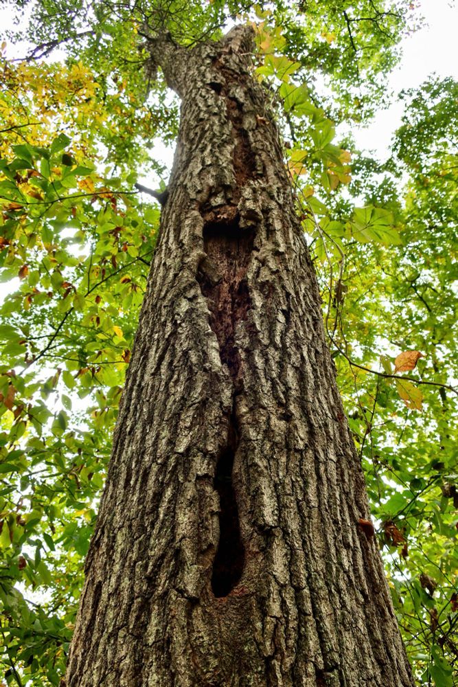 Interesting bark on tall tree