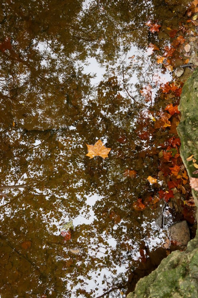 Large golden leaf floating in creek beside stationary red and orange leaves, trees reflected in water