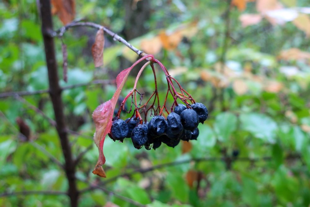 Some kind of blue wild berries