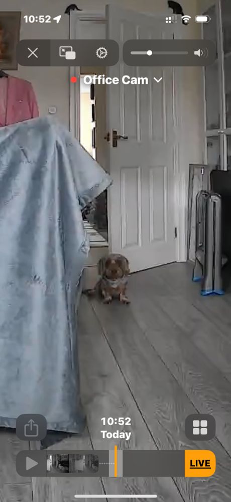 Small dachshund staring at camera