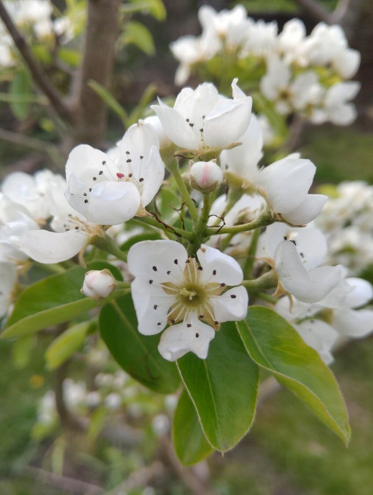 Close up shot of white pear blossom
