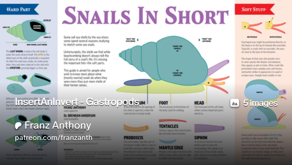 InsertAnInvert - Gastropods | Franz Anthony