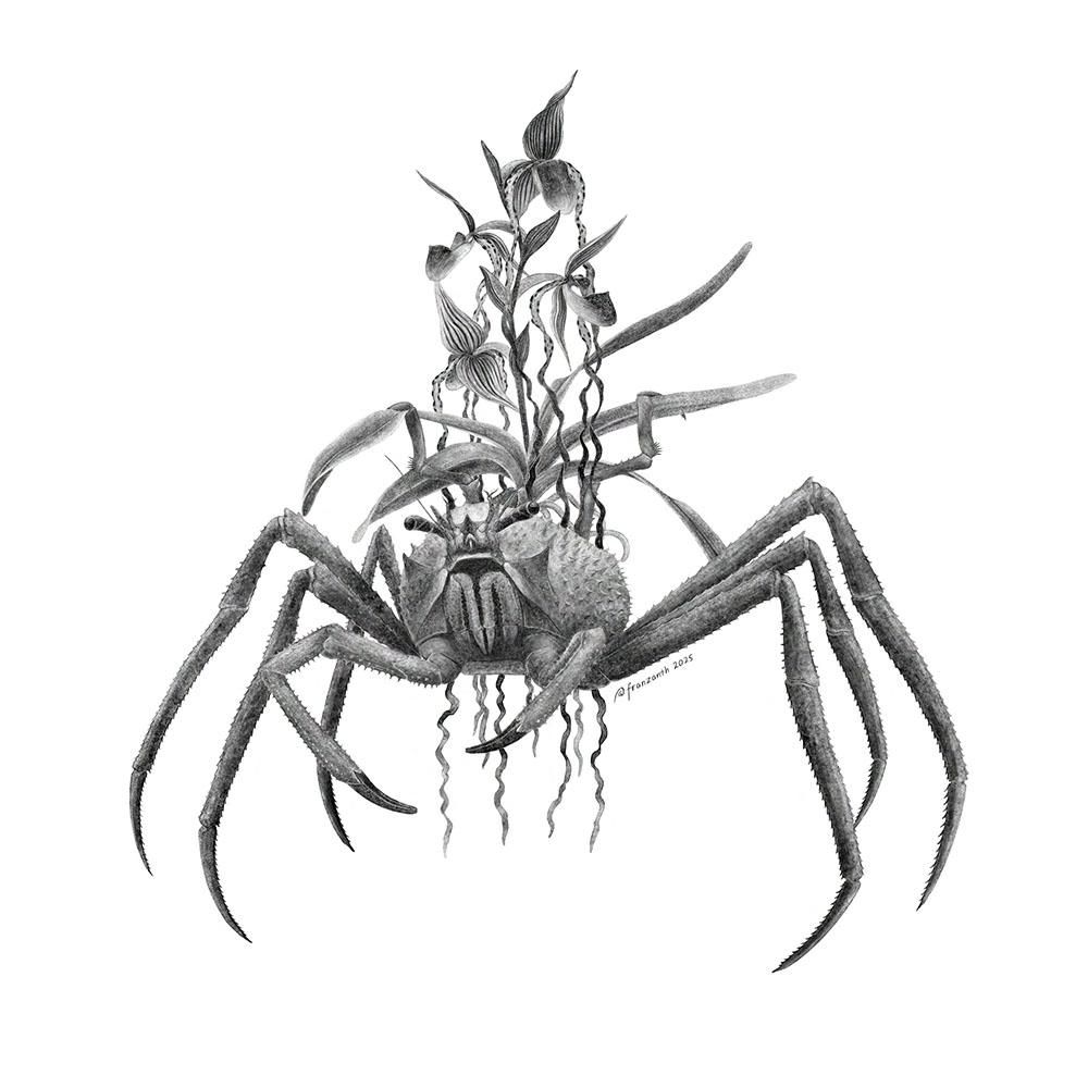 Paromola, a crab with long legs and spikes all over. The last pair of its legs are small and pointing up like carrying a tray. It's carrying a whole plant of Paphiopedilum slipper orchid in bloom. The four flowers have pitcher-like structures and long ribbony bits that trail very far downwards. Black and white drawing.