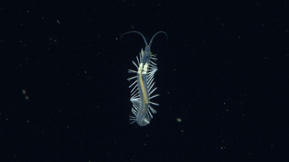 Bomber worm • MBARI