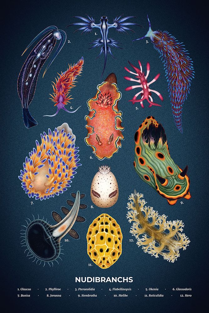 a poster showing 12 different kinds of nudibranchs. some are frilled, others round and delightful, but they're all colorful. one literally looks like a yellow omelette.