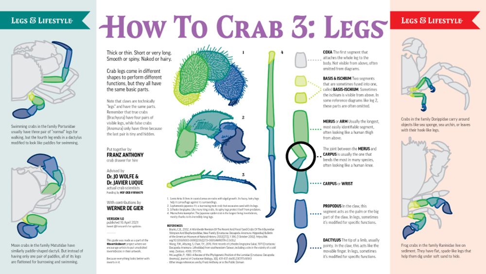 diagram showing the various segments of crab legs and how the different leg shapes relate to their lifestyles