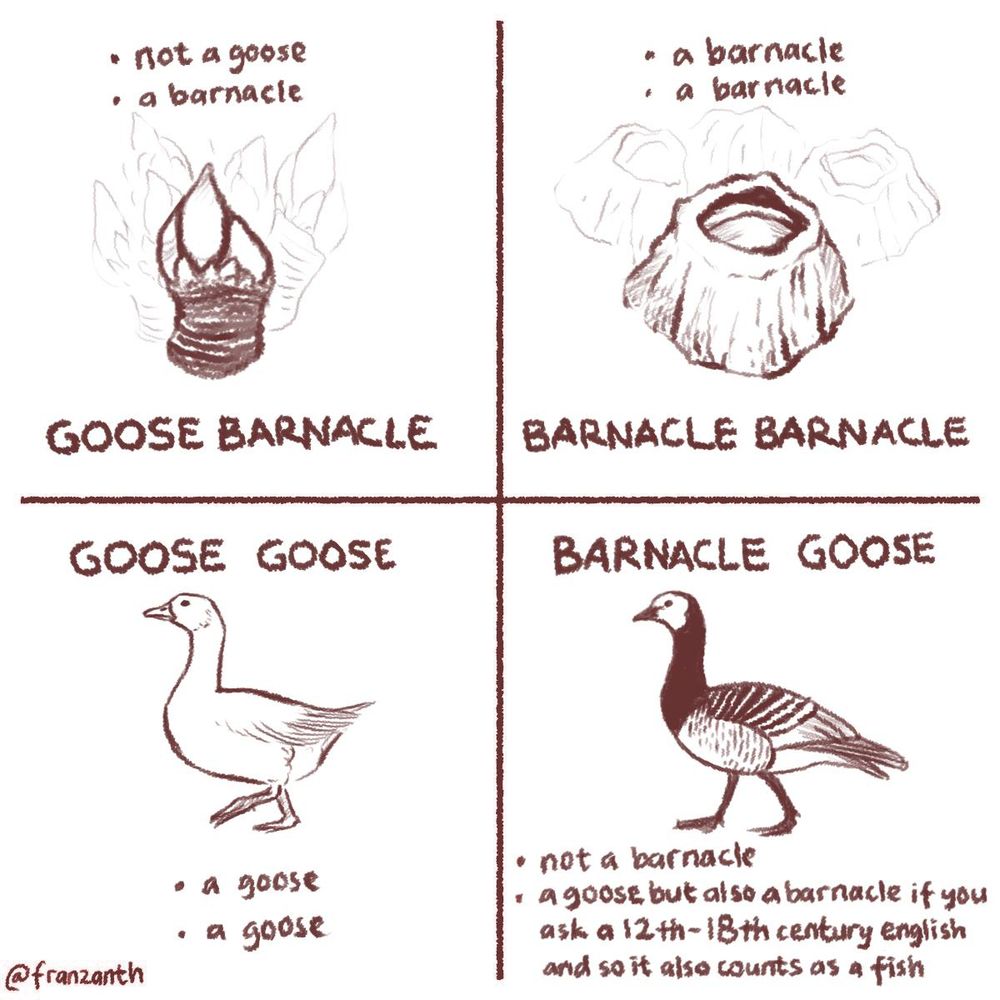 an image in 4 quadrants, each one containing a literal image of the animal and text

top left: goose barnacle
- not a goose
- a barnacle

top right: barnacle barnacle
- a barnacle
- a barnacle

bottom left: goose goose
- a goose
- a goose

bottom right: barnacle goose
- not a barnacle
- a goose but also a barnacle if you ask a 12th-18th century english and so it also counts as a fish