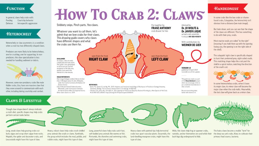 diagram that shows the various different shapes of crab claws and how the shapes relate to their lifestyles