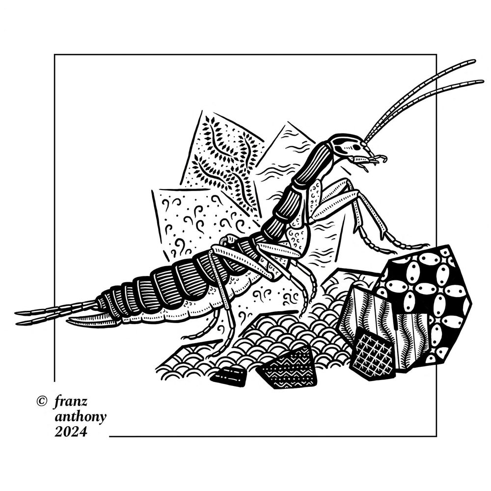 An ornate lineart of an ice crawler bug Grylloblatta, which resembles a long cricket. It lacks the jumping legs and wings, so it visibly gets around by walking on rocks.