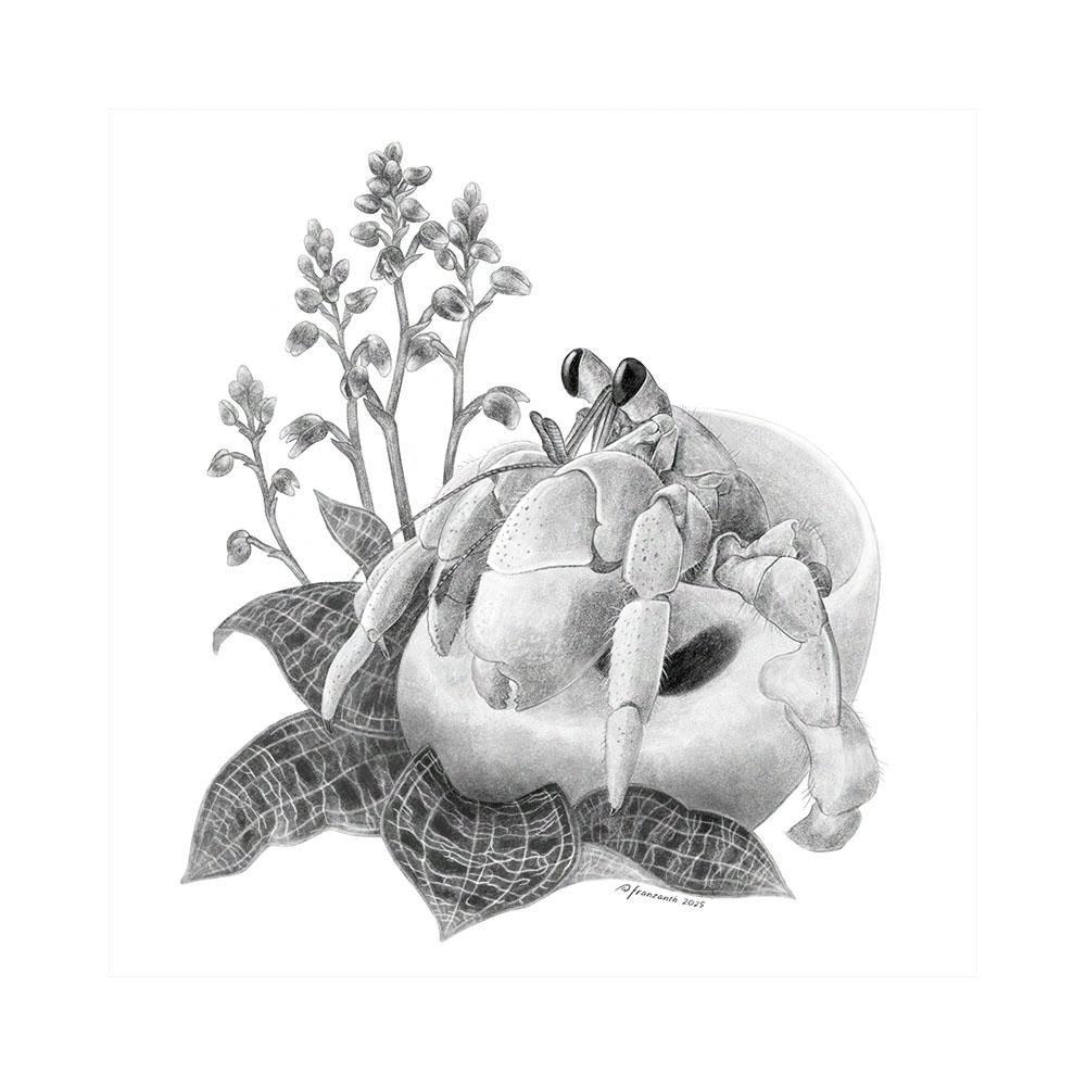 Coenobita, a bright-colored hermit crab barely out of a white round shell, looking adorable. Under and around it are leaves of Macodes jewel orchids, dark leaves with white streaks. Behind it are stalks of flower buds of the plant. Black and white drawing.
