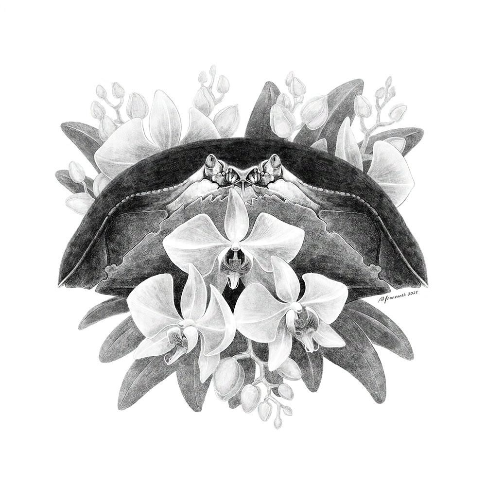 Calappa, a dome-shaped crab in dark color, seen from the front. Behind its body and in front, hiding its claws and most of its face, are phalaenopsis, moth orchids with roughly circular shape, in lighter colors. Black and white drawing.