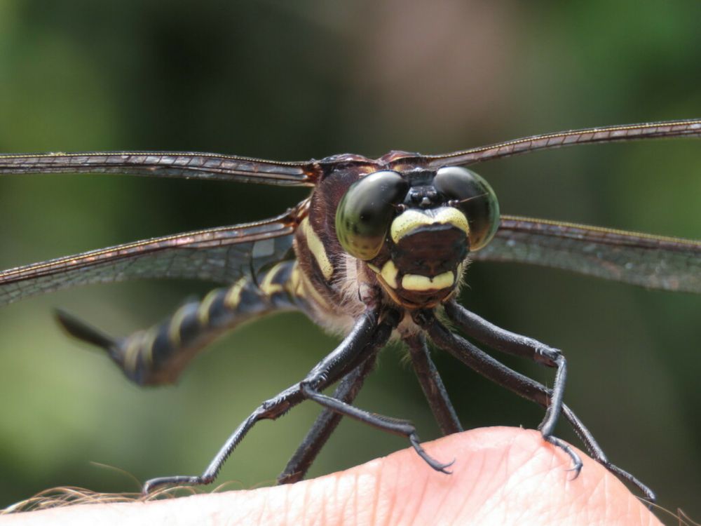 Giant Petaltail (Petalura ingentissima)