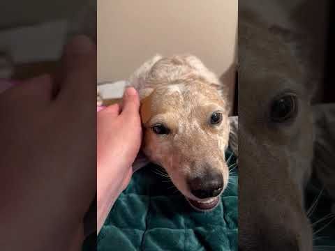 Well hi there Sydney! ❤️ #dogshorts #happy #cattledog #dogs