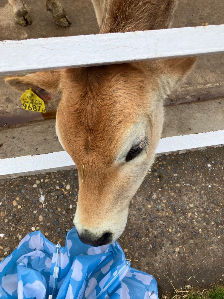 傘の匂い嗅ぎにきた牛（かじってないよ）