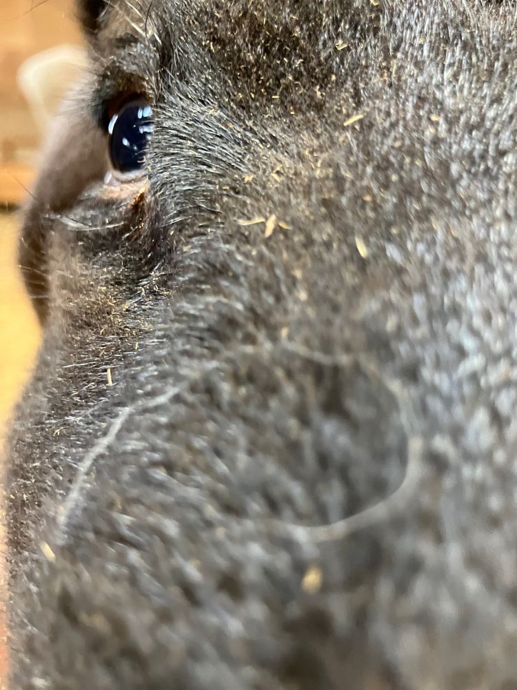 顔の匂い嗅ぎにきた子羊