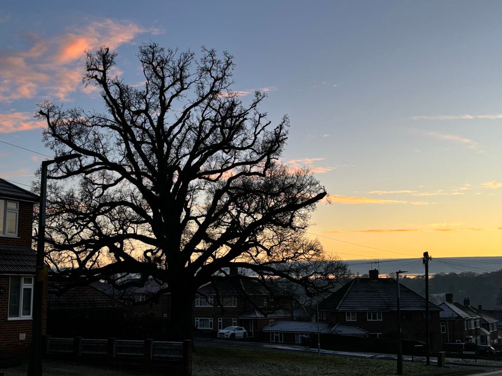 A huge oak tree in a residential neighbourhood, silhouetted against a pastel sunset sky. There is frost on the ground and the roofs of the houses
