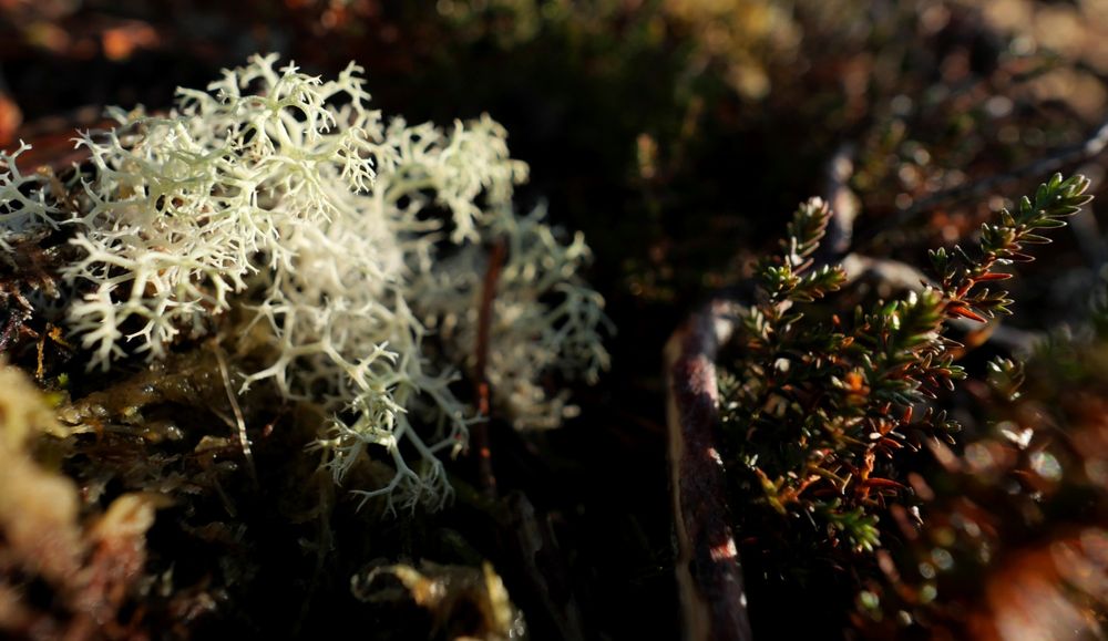 Pale green lichen alongside a sprig of heather on the ground of the bog 