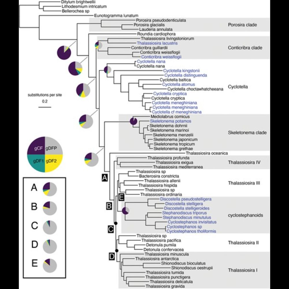 Resolving Marine–Freshwater Transitions by Diatoms Through a Fog of Gene Tree Discordance