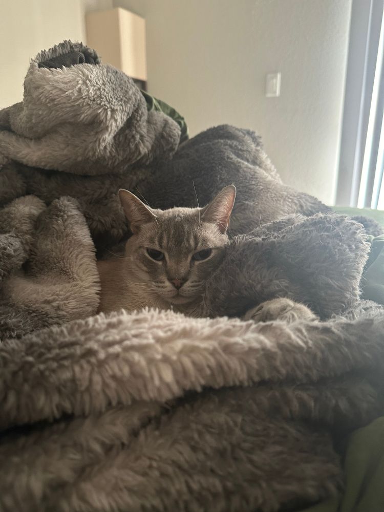 lynx point siamese (predominantly white and cream colored cat with grey tabby markings and stripes) snuggly enwrapped in a grey and white sherpa throw. 