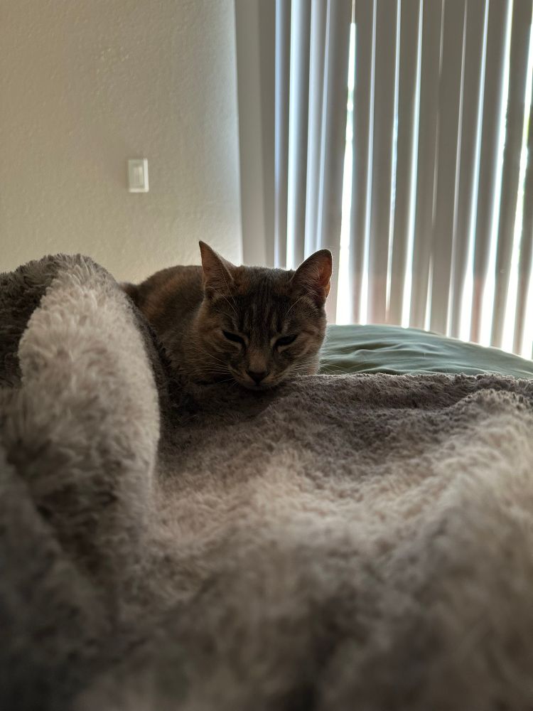 dilute tortie cat squinting at camera atop a green mattress, loafed behind a grey sherpa throw