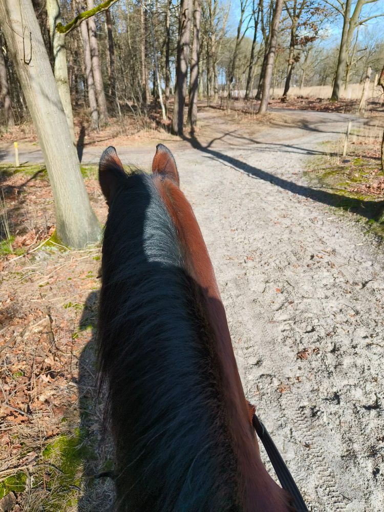 Picture of a young brown horse with black manes on a very sandy path in the forest today. Very bright sunlight, the branches of the trees in the background are still kinda bare because it's not spring yet.
