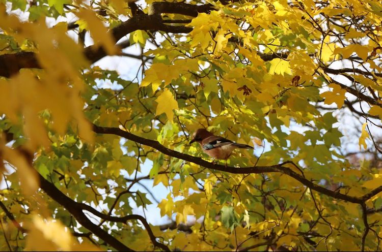 eurasian bluejay sat in a tree, surrounded by bright yellow and green leaves