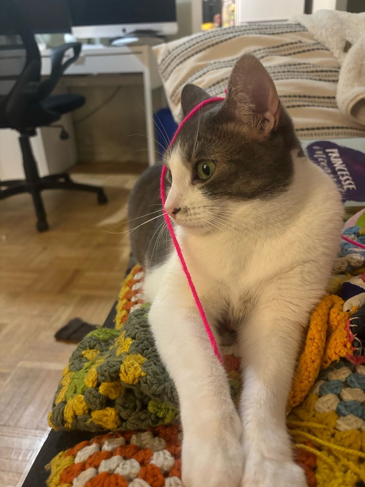 Maya the tabby and white cat, sitting on the couch on top of a crochet blanket. She’s having a thread of pink wool running over her head to her paws. 
