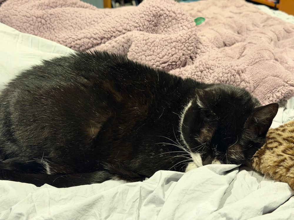 A tuxedo cat sleeping on a bed in front of a purple throw.