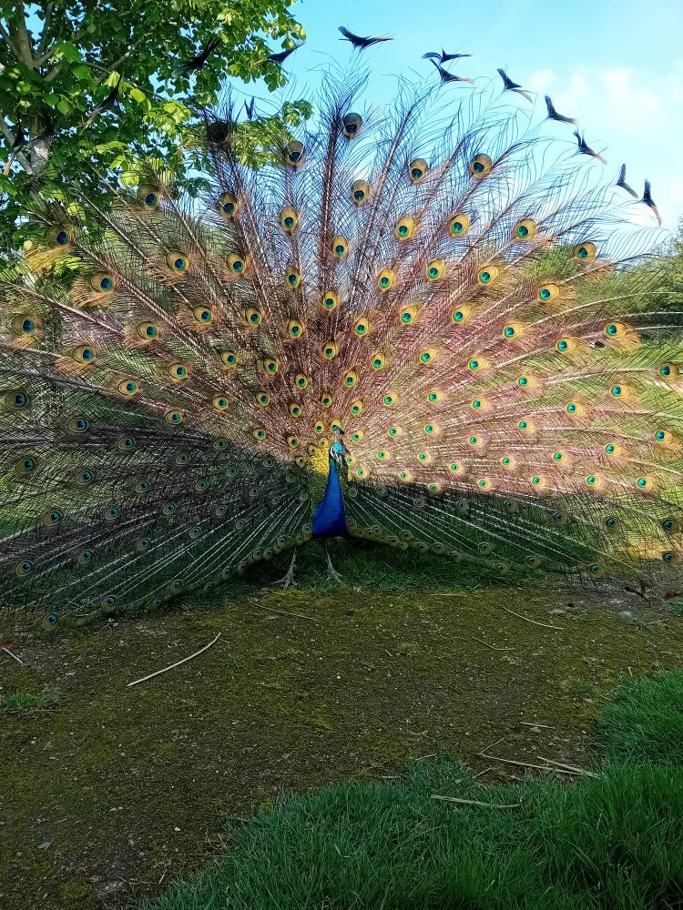 A photo of a male peafowl in full display, with his tail up. According to two female peahens, this is not an impressive display.