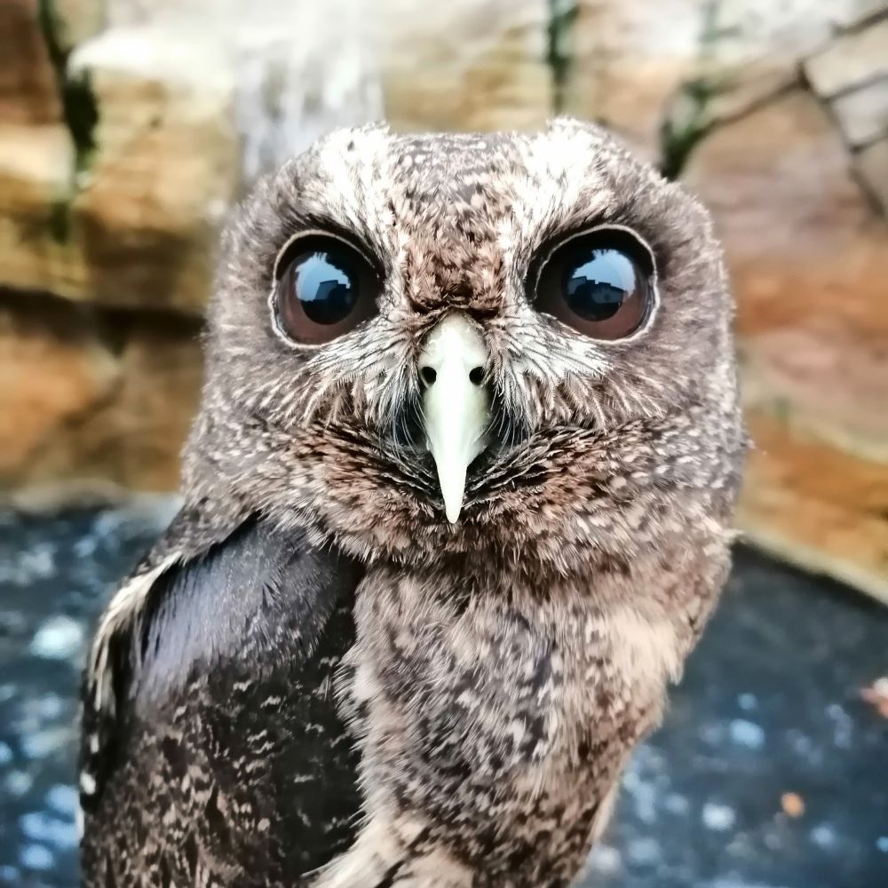 Close up on a mottled owl front facing.