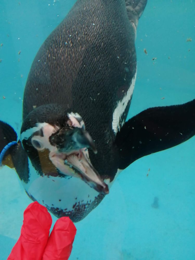 A Humbodlt penguin underwater. He has his head to the side with his mouth open trying to catch some gloved fingers through the glass.