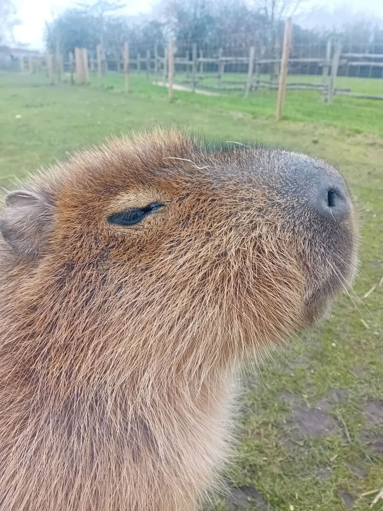 Side profile of a capybara head with her eyes closed