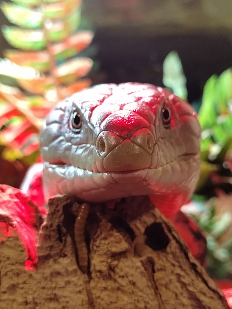 A front facing close up of a blue tongue skink. His name is Steve.  He is a happy boy.