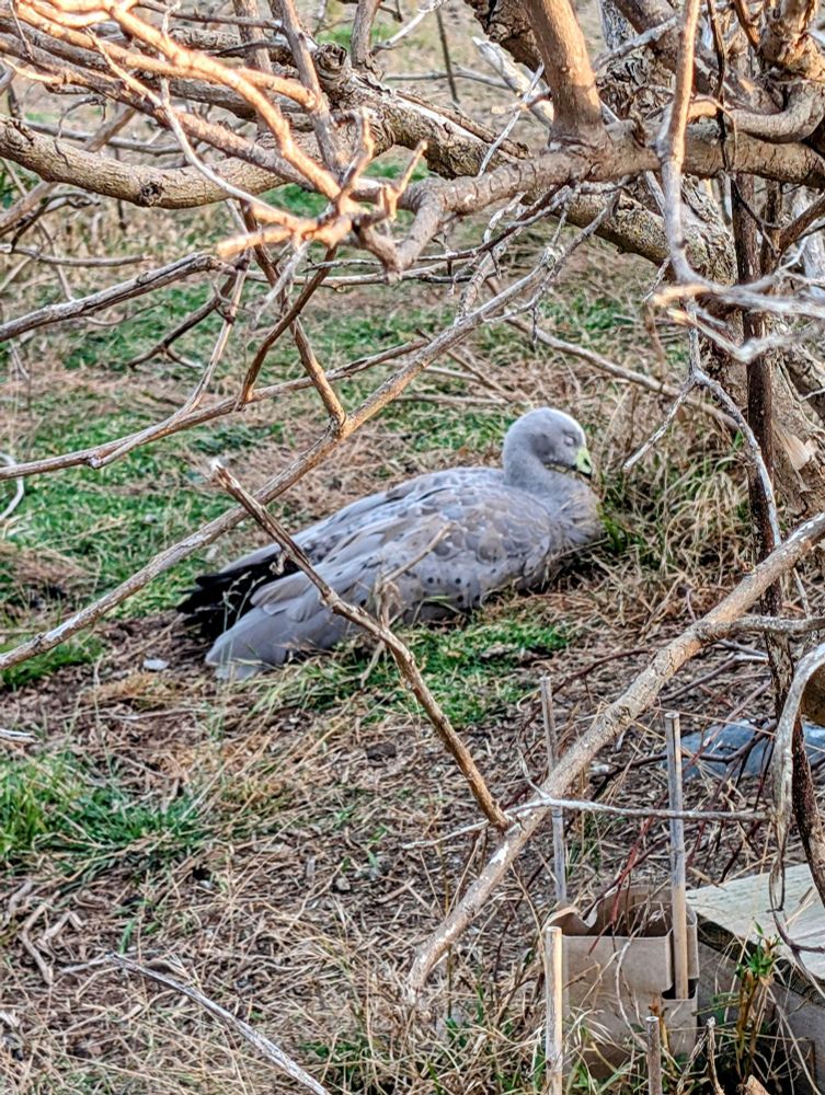 A very sleepy cape barren goose sleeps under a barren tree's gnarled branches in this original photo.