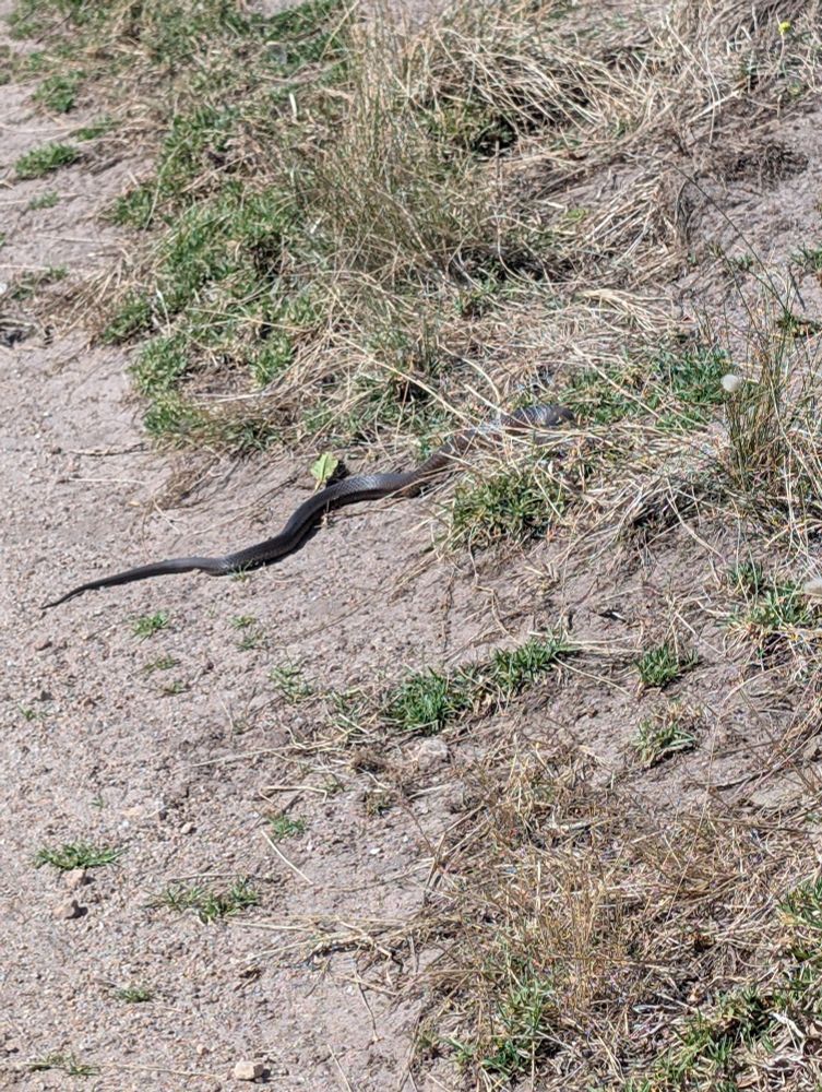 A lowland copperhead snake slithers into the dry brush to the side of a path politely to allow pedestrian crossing. They are a medically significant venomous snake but also really shy.