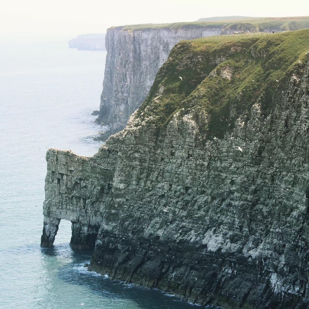 Bempton Cliffs