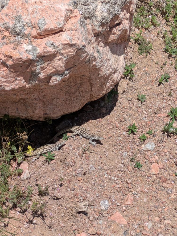 Lizards beneath a rock
