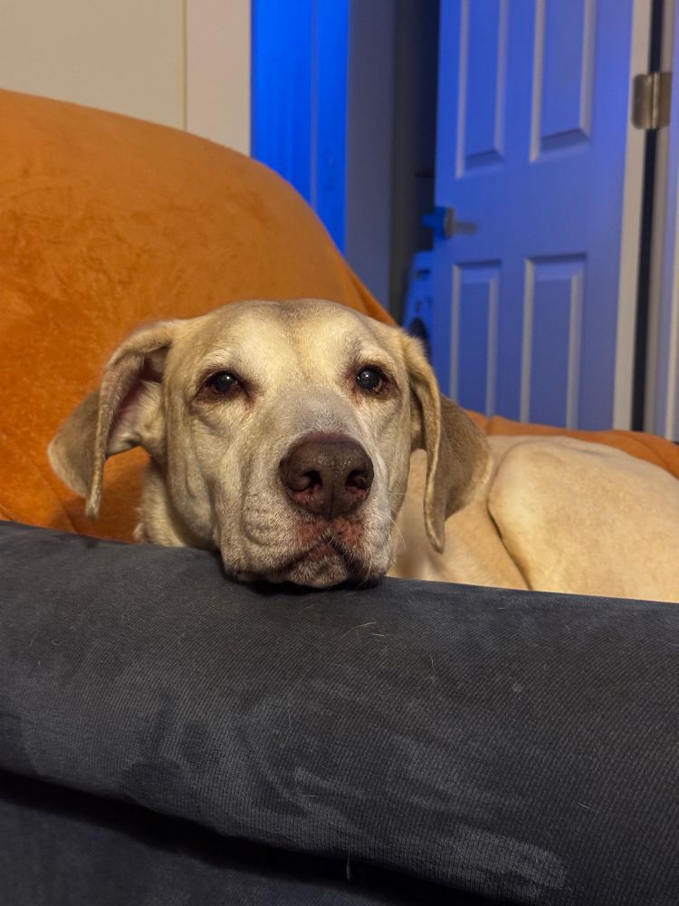 Yellow dog in a blue chair