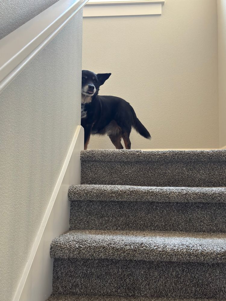 Old cattle dog at the top of the stairs